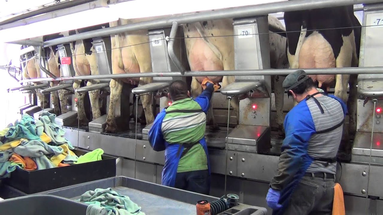 Where Your Milk Comes From