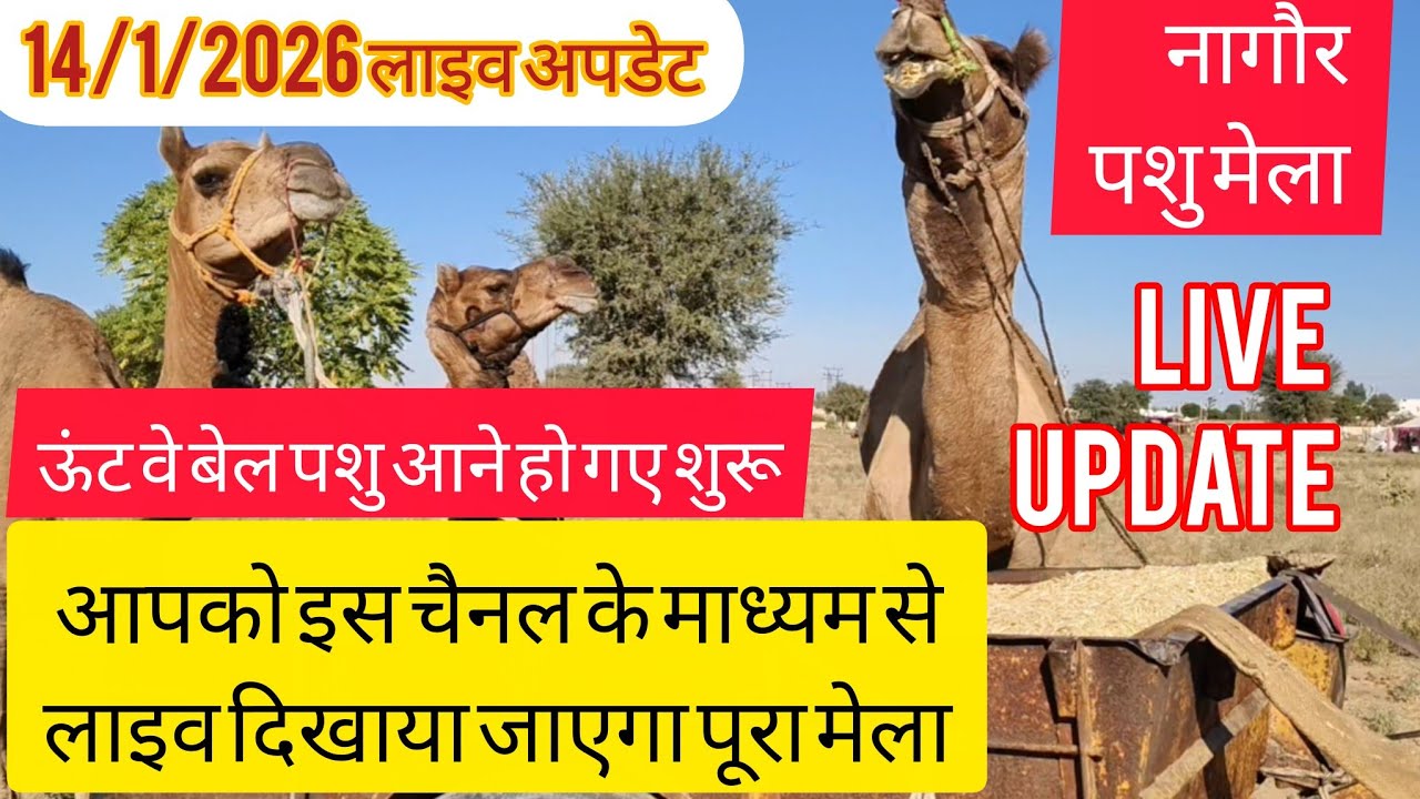 Nagaur pashu mela 2026 || नागौर पशु मेला 2026 || बाबा रामदेव पशु मेला नागौर 2026 || नागौर मेला 2026