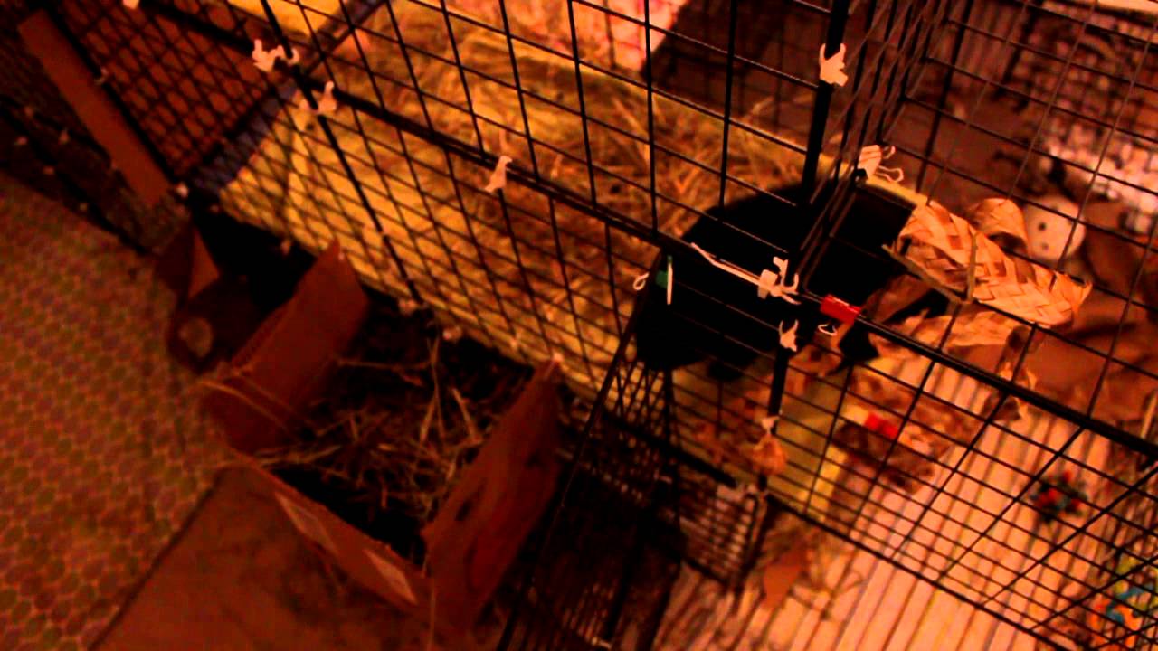 Rabbitat Tour