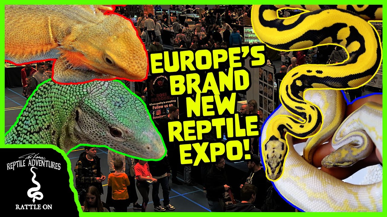 НОВАЯ ВЫСТАВКА РЕПТИЛИЙ В ЕВРОПЕ! (Nijmegen Rexpo, Нидерланды)