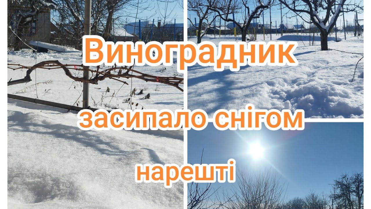 Нарешті сніг на винограднику.