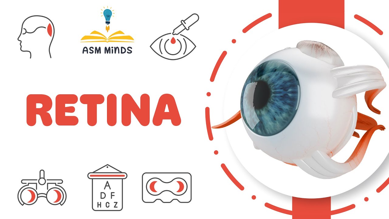 Retina (Ophthalmology)