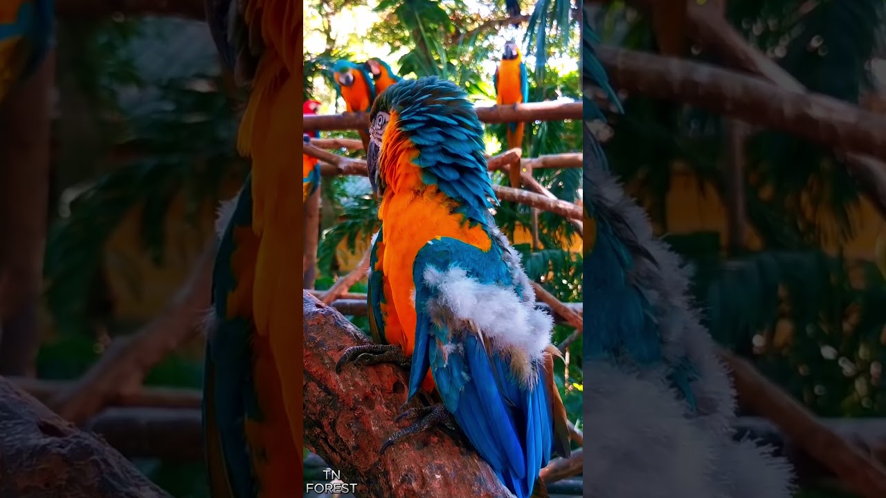 AMAZON RAINFOREST  #rainforest #tnforest #amazon