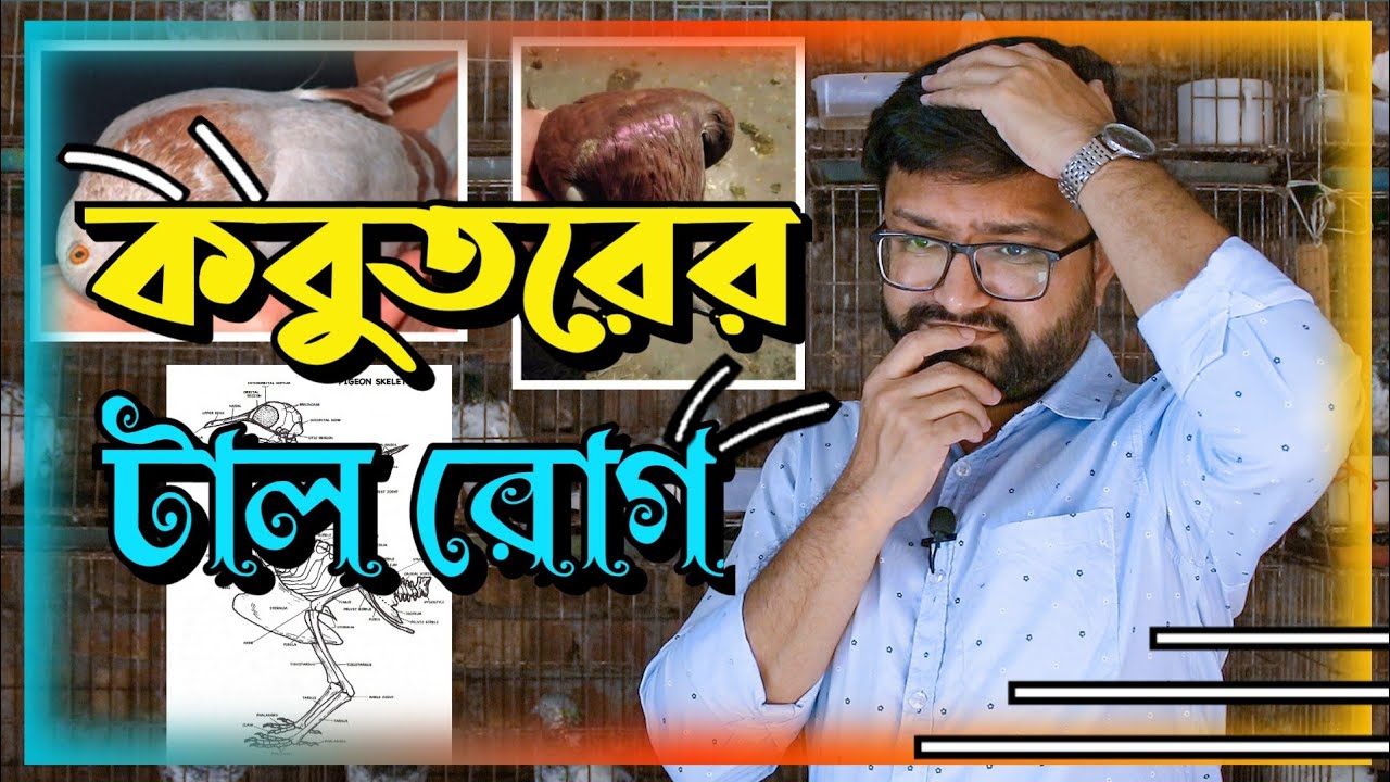 কবুতরের টাল রোগ ও এর সমাধান। Pigeon baldness and its solution.