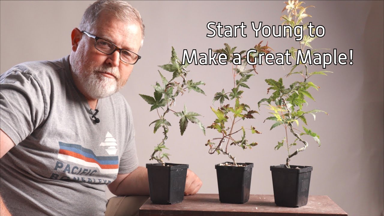 What To Do with Young Japanese Maples