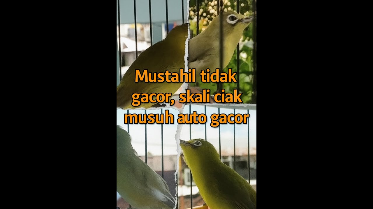 #kecialkuning #kecialngejos #speedrapet #mandalika #kecial #fypシ゚viral