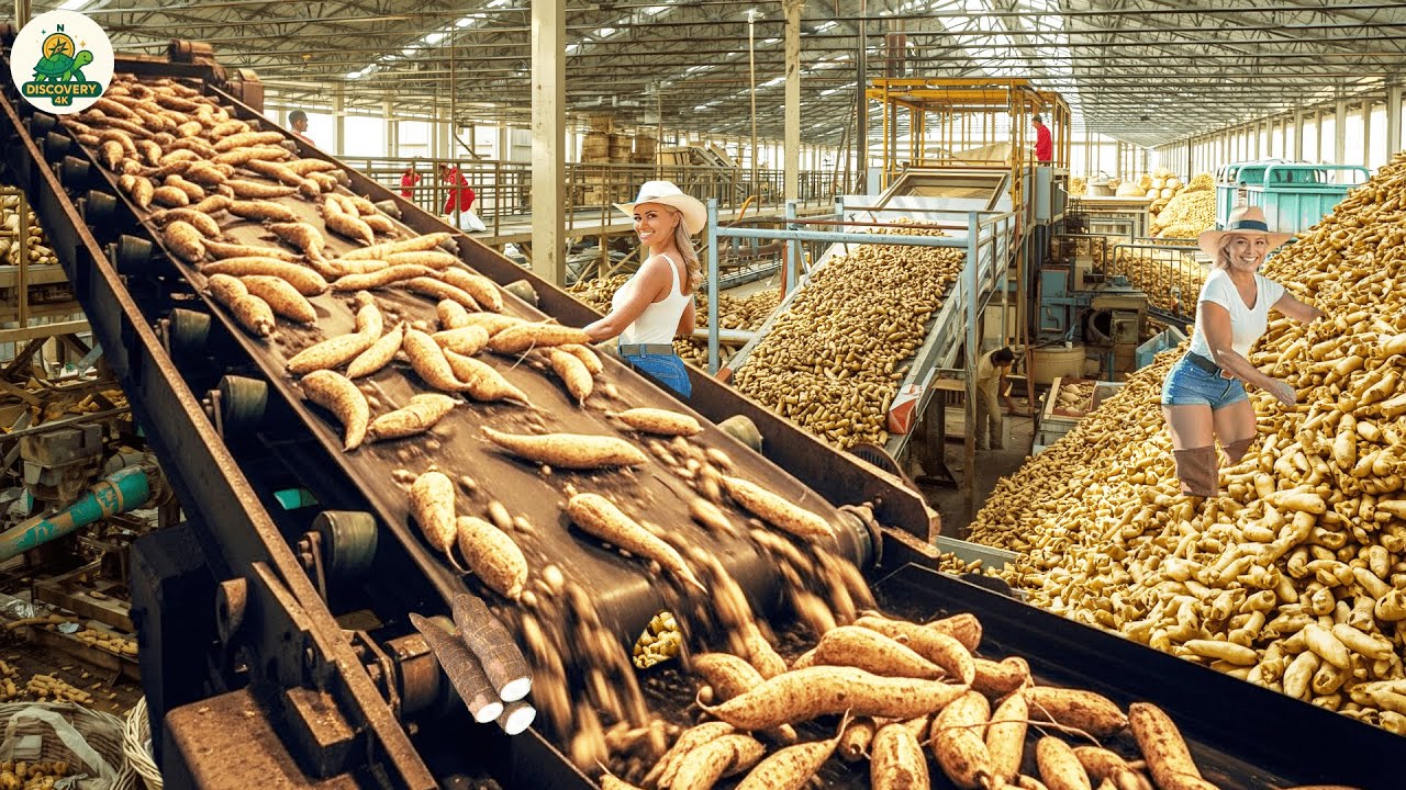 Super Giant Cassava Harvest: Amazing Process of Transforming Millions Tons Into Noodles with Dryers