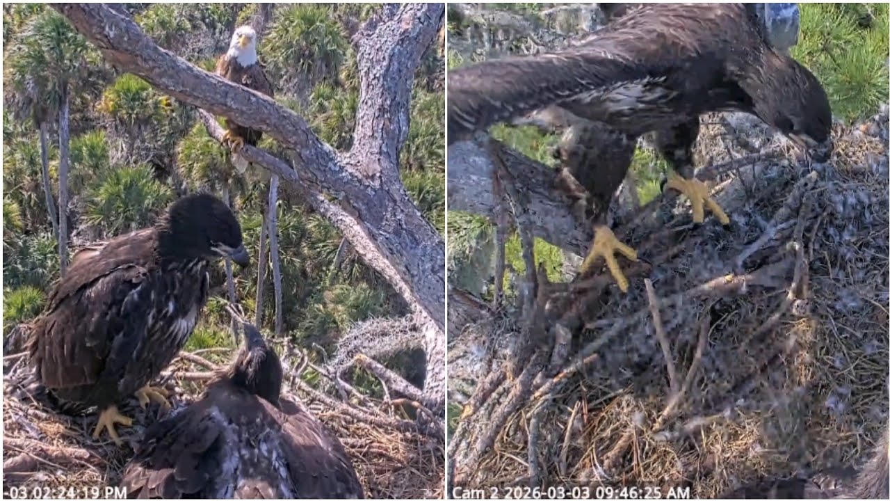 NEFL EAGLES 2026.3.3 EVE and KAI, who experienced the branch, are continuing their flight training!