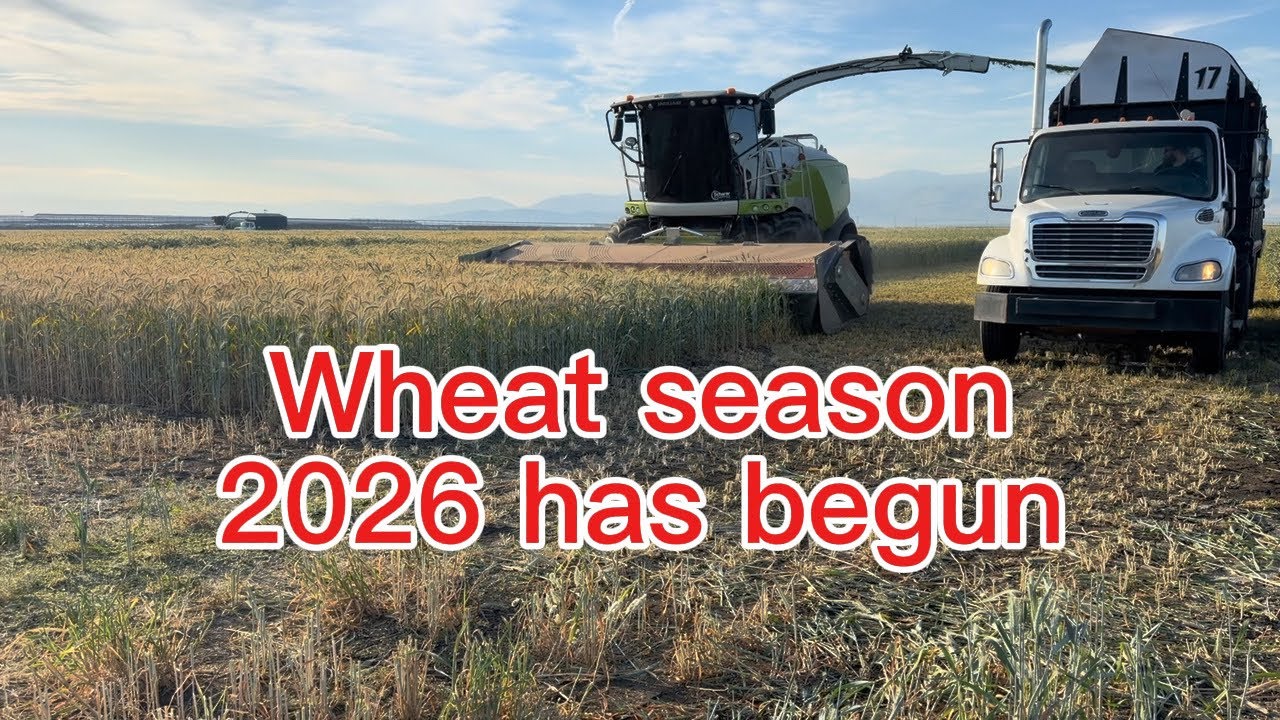 Direct chopping and processing wheat 2026 