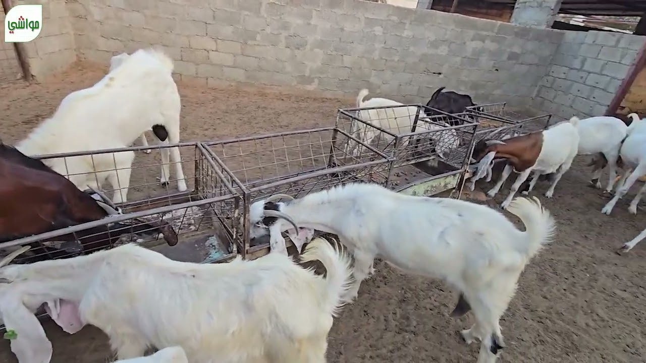 فقدنا فحل الماعز !!