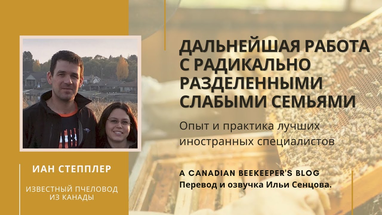 Иан Степплер: дальнейшая работа с радикально разделенными слабыми семьями (Канада)