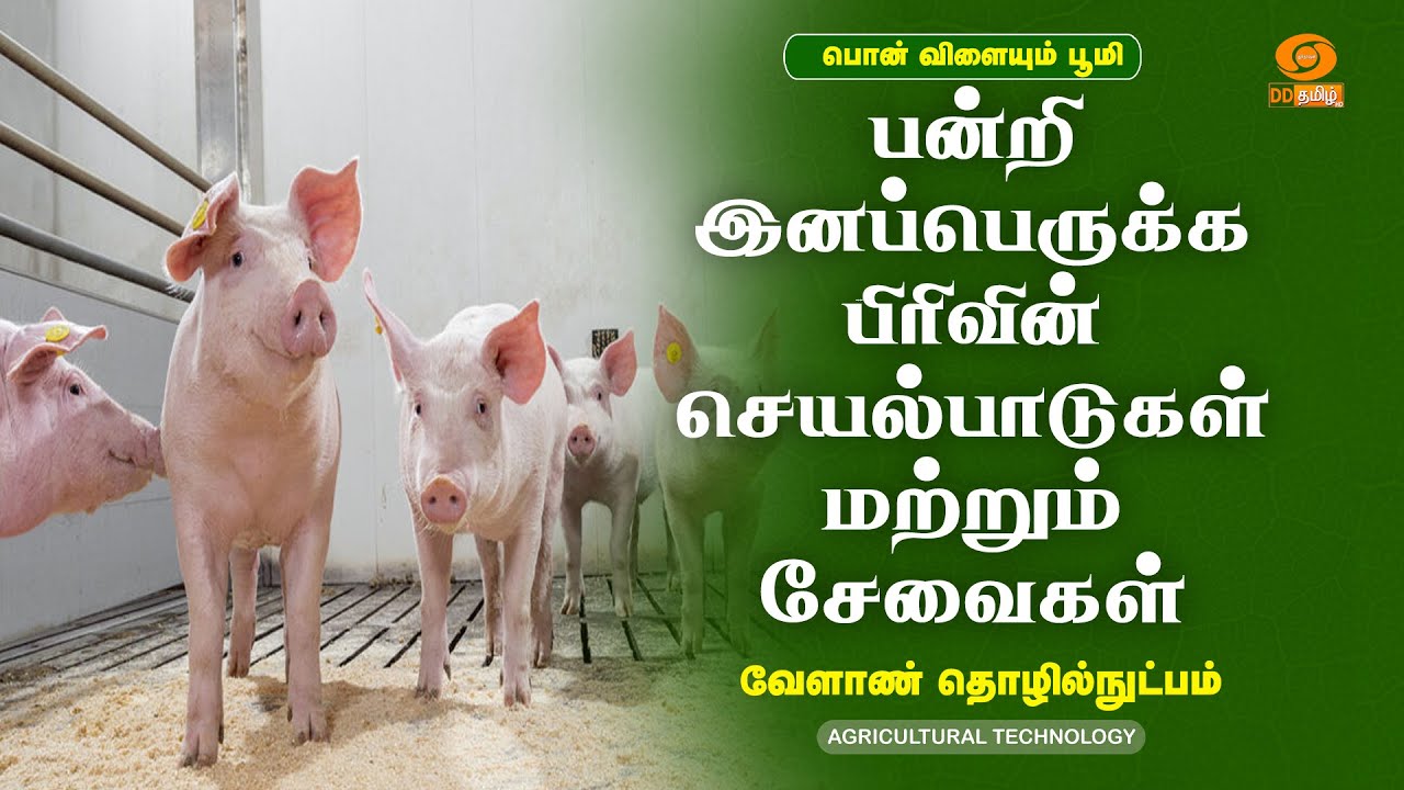 பன்றி இனப்பெருக்க பிரிவின் செயல்பாடுகள் மற்றும் சேவைகள்    | Agricultural Technology