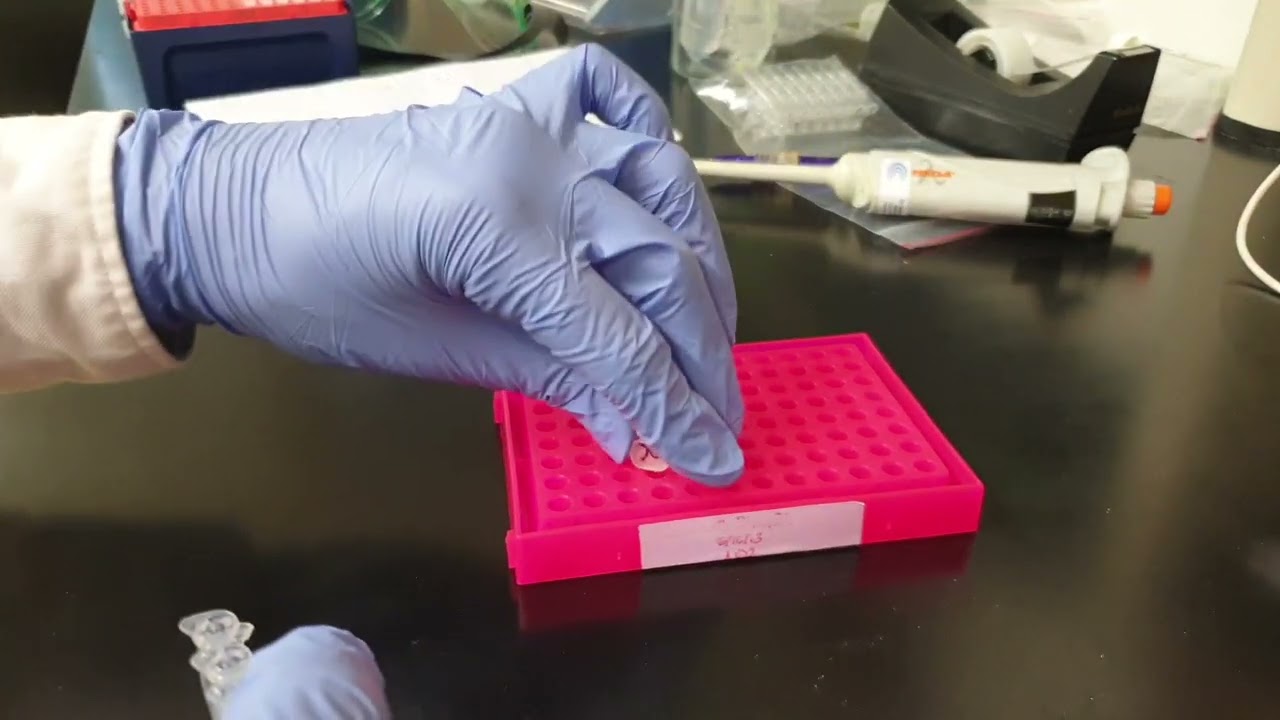 How to perform a Big Dye Sequencing? 