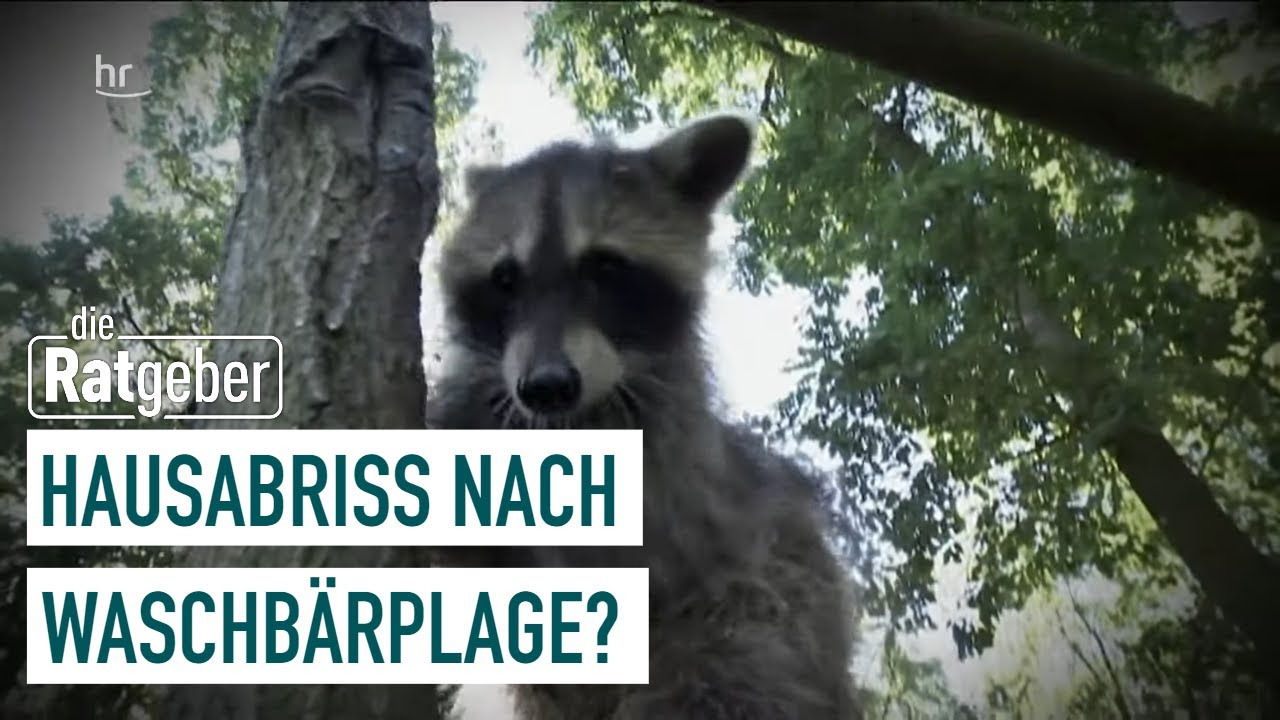 Waschbären im Garten | Die Ratgeber