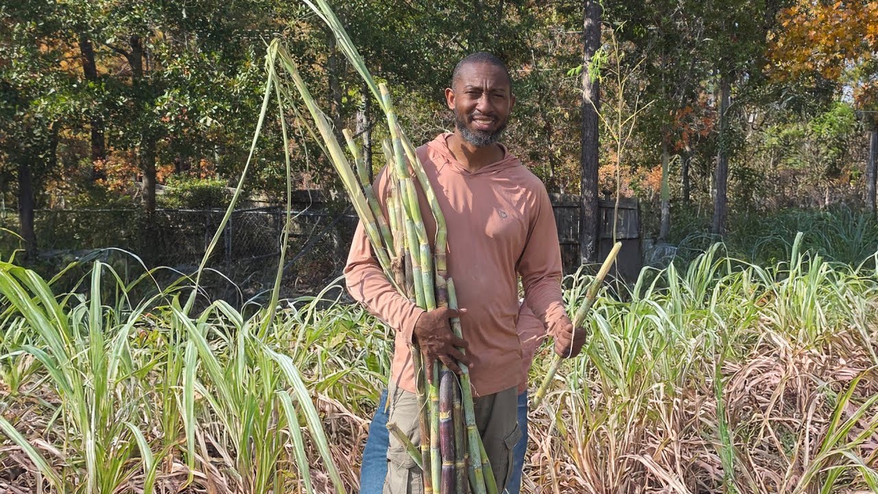 Вы не поверите, сколько сахарного тростника выросло у меня на заднем дворе!
