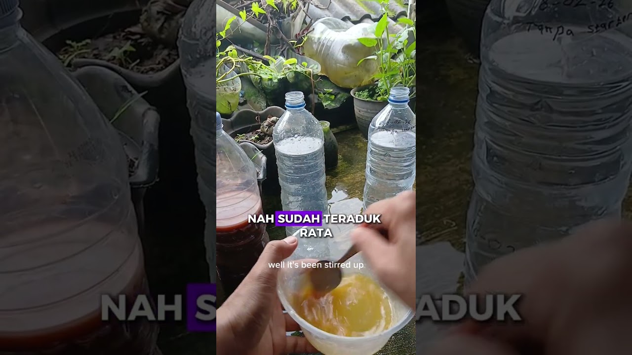 Tutorial membuat PSB (photosynthetic bacteria)