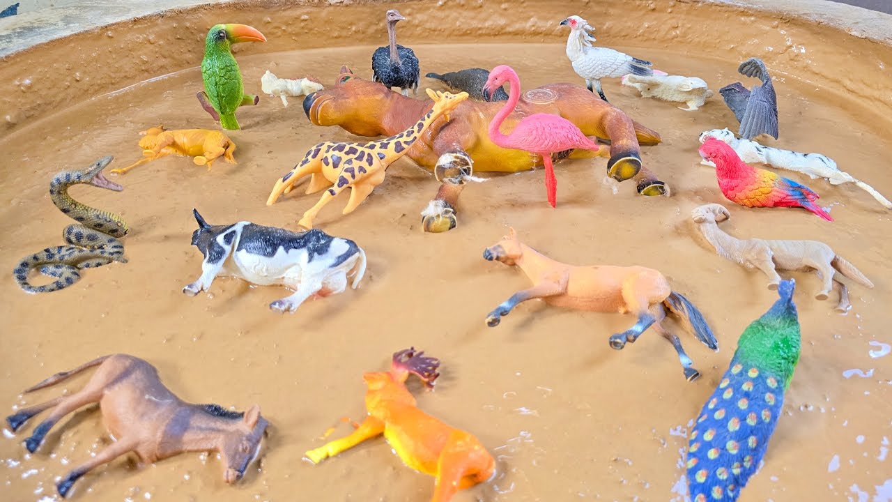 Приключения в песочнице: Сельскохозяйственные животные и птицы открывают для себя мир песочницы.