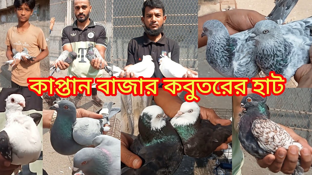 ২৪/১০/২০২৫,কাপ্তান বাজার কবুতরের হাট।Dhaka captain  Bazar kobutor hot//আজ রোজ শুক্রবার।