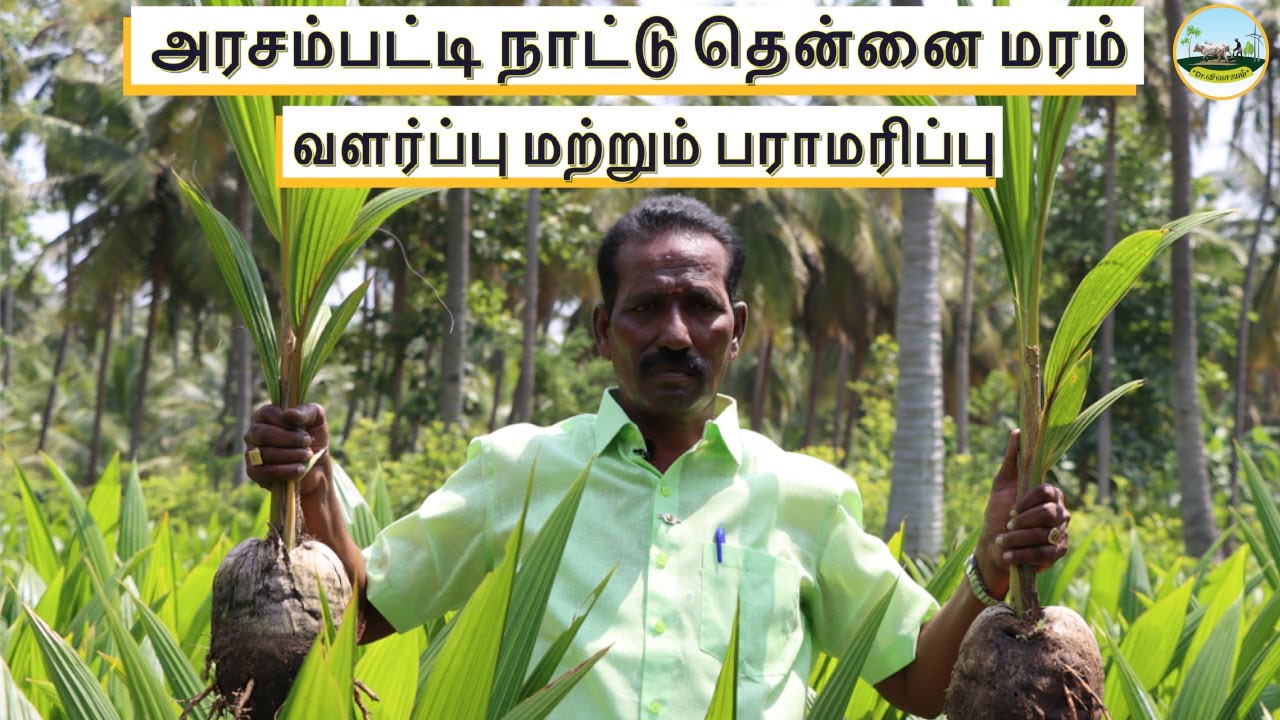 🔸தென்னை மரம் வளர்ப்பு 🌱அரசம்பட்டி நாட்டு தென்னை மரம் வளர்ப்பு 🌱Arasampatti Coconut Tree Cultivation