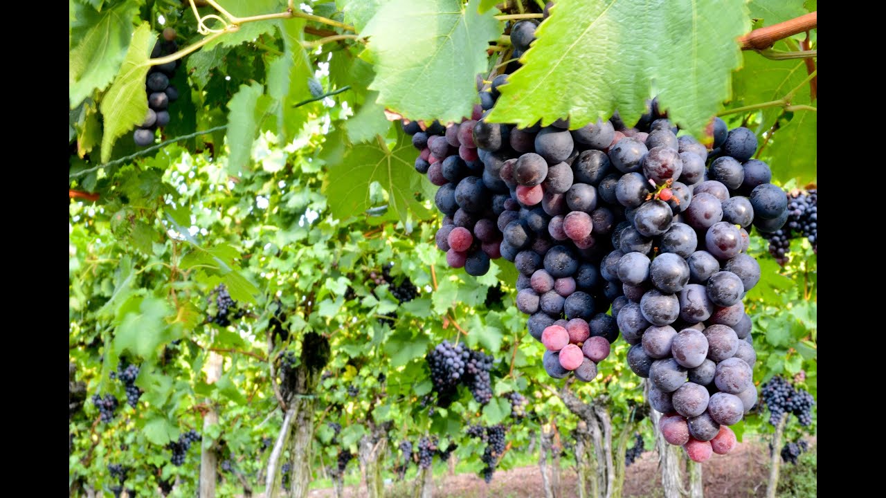 Cómo cultivar Uvas para la elaboración de Vino - TvAgro por Juan Gonzalo Angel