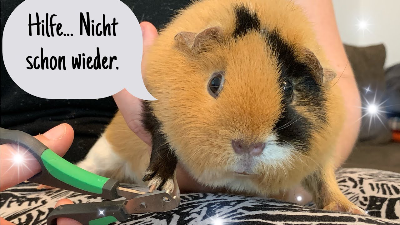 Wir haben die Krallen schön (How to: Krallen schneiden bei Meerschweinchen) | Die Schweinwohner