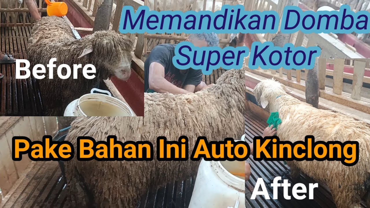 Tutorial Memandikan Domba || Auto Kinclong