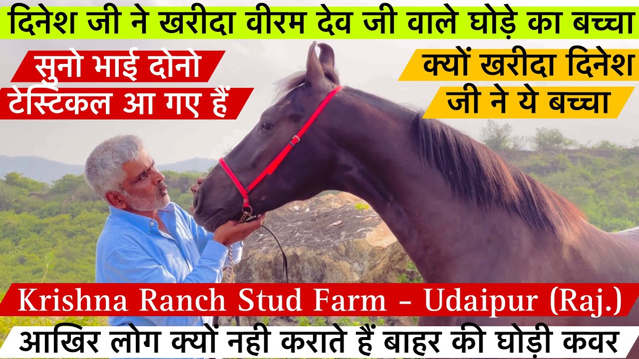 दिनेश जी ने खरीदा वीरम देव जी वाले घोड़े का बच्चा और खुशखबरी दोनो टेस्टिकल आ गए हैं !