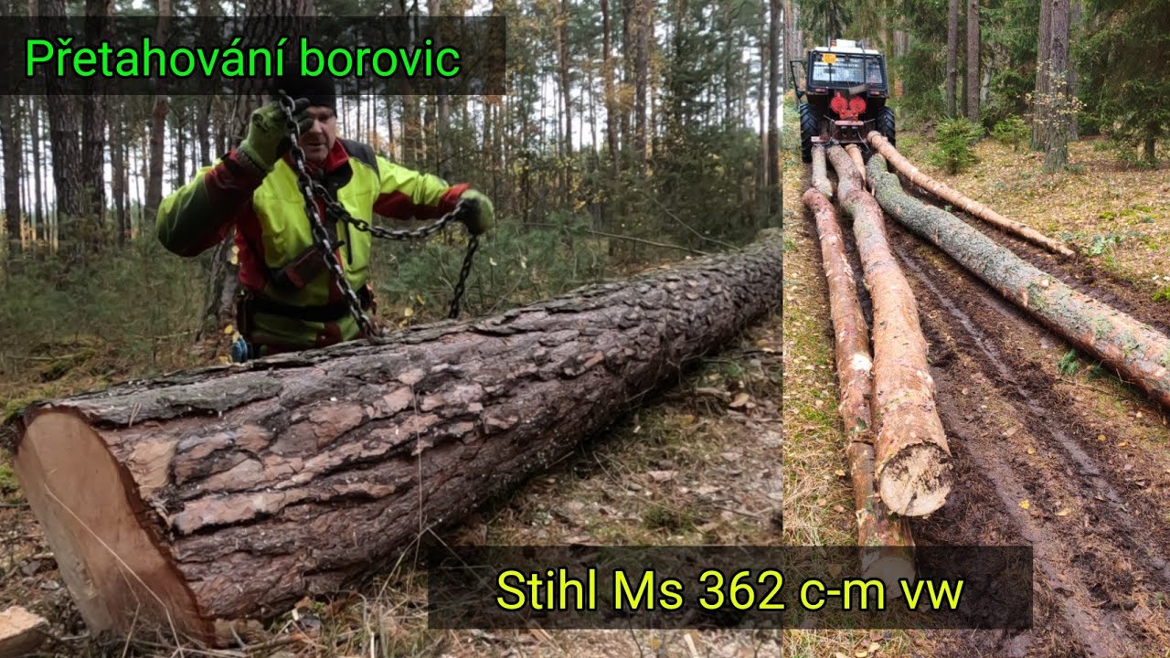 Přetahování borovic při mlazině a ředění porostu, Stihl Ms 362,  těžba dřeva, Zetor 7245, JP Forest 