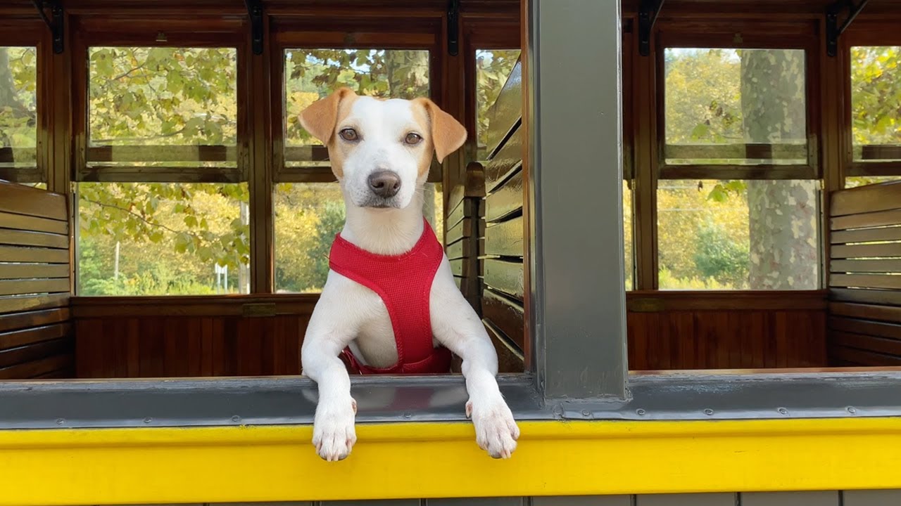 Pipper en el Museo Vasco del Ferrocarril