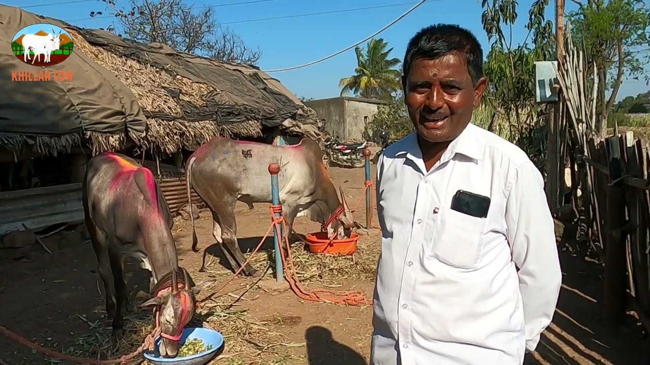 हिंदकेसरी साखराळचा राजा |बैलगाडी शर्यत | khillar cow
