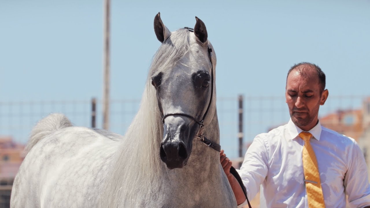 EKS FARAJJ & HARAS ROYAL DE BOUZNIKA - Silver Champion Stallion, MENTON 2023
