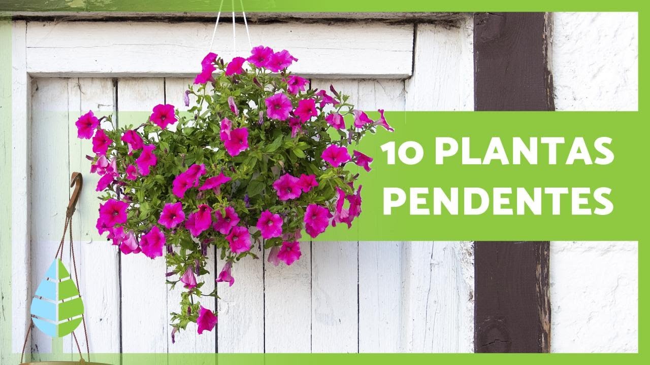 10 PLANTAS PENDENTES 🌸🌿 (para sol e sombra)