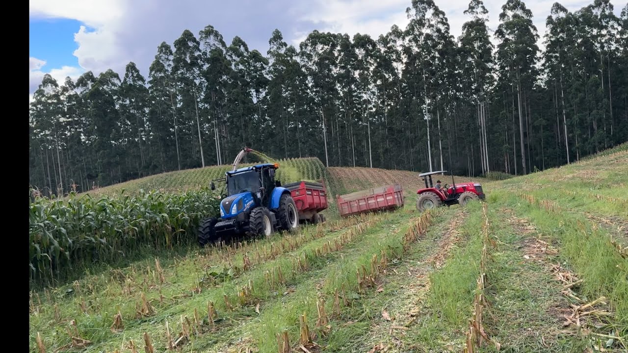 Inicio da silagem 2026 para as vacas de leite.