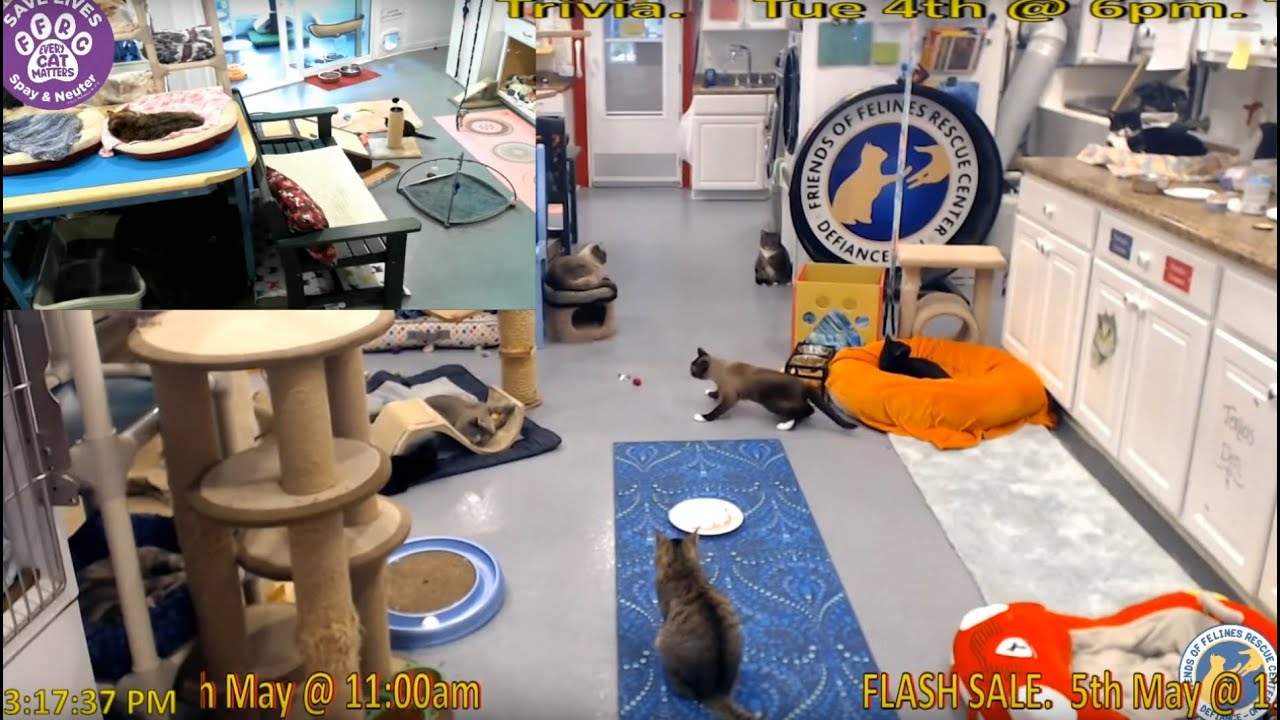 FFRC moment - Ramsay's trek to the Cat Cave & 1 other short - 2021.05.04