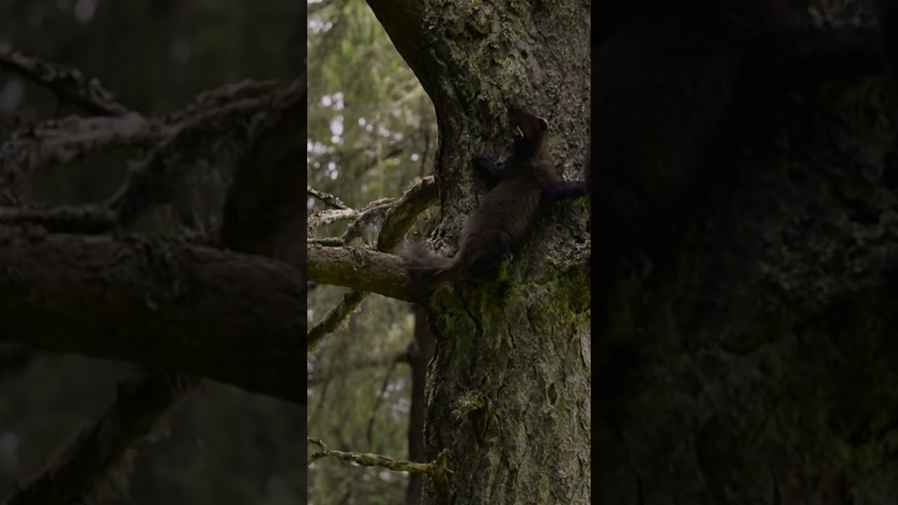 Pine Marten Kits | NATURE Shorts | PBS