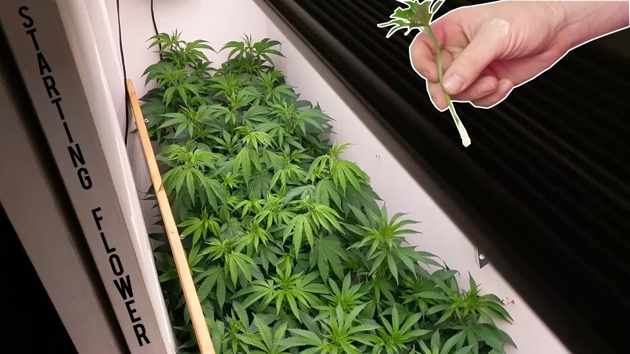 STARTING THE FLOWERING STAGE FOR CANNABIS MARIJUANA: CLONING STEP BY STEP, DEFOLIATION, TRELLIS NET