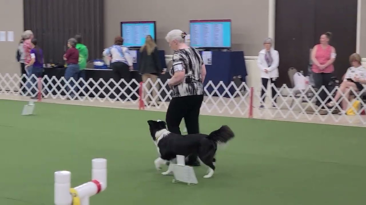 Rhea Round 1 AKC Rally National Championship 2023 Advanced