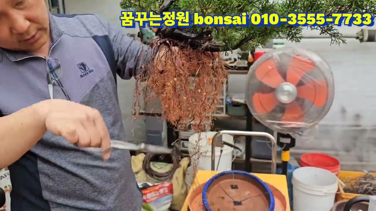 @사어천진백 연근(주립)만들기#사어천진백#분재만들기#사어천진백분재#주립형분재#