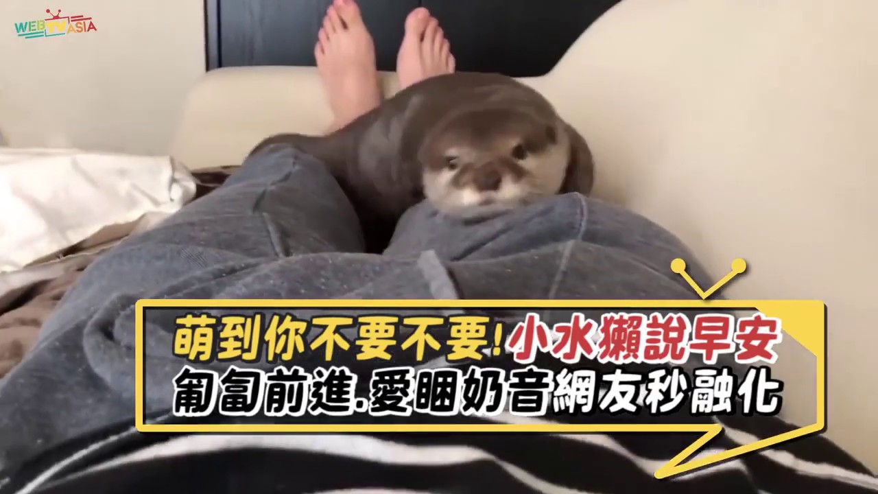 萌度破表小水獺！匍匐前進說早安