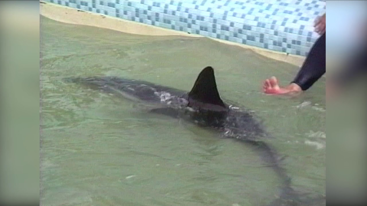 Spirit the Dolphin was rescued and taken to the Cornish Seal Sanctuary on 22nd August 1992.