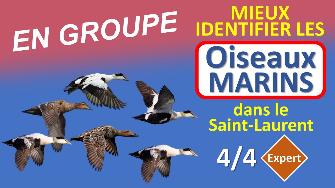 Oiseaux marins du Saint-Laurent (4/4) – C’est quoi cet Oiseau? No 7