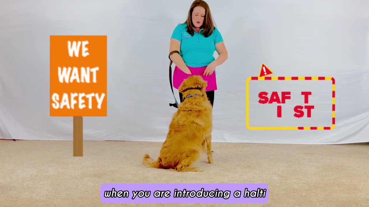 The Most Important Halti Safety Rule Most Dog Owners Miss