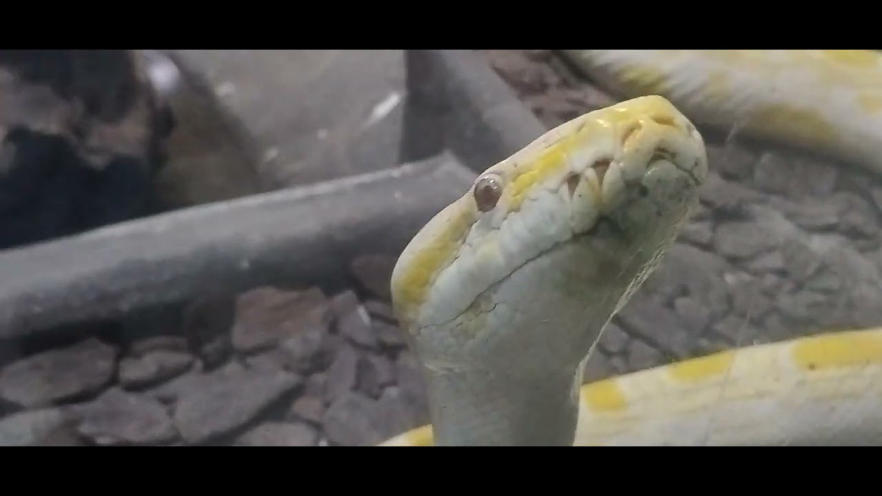 Zoológico Projeto Selva Viva Parte 2