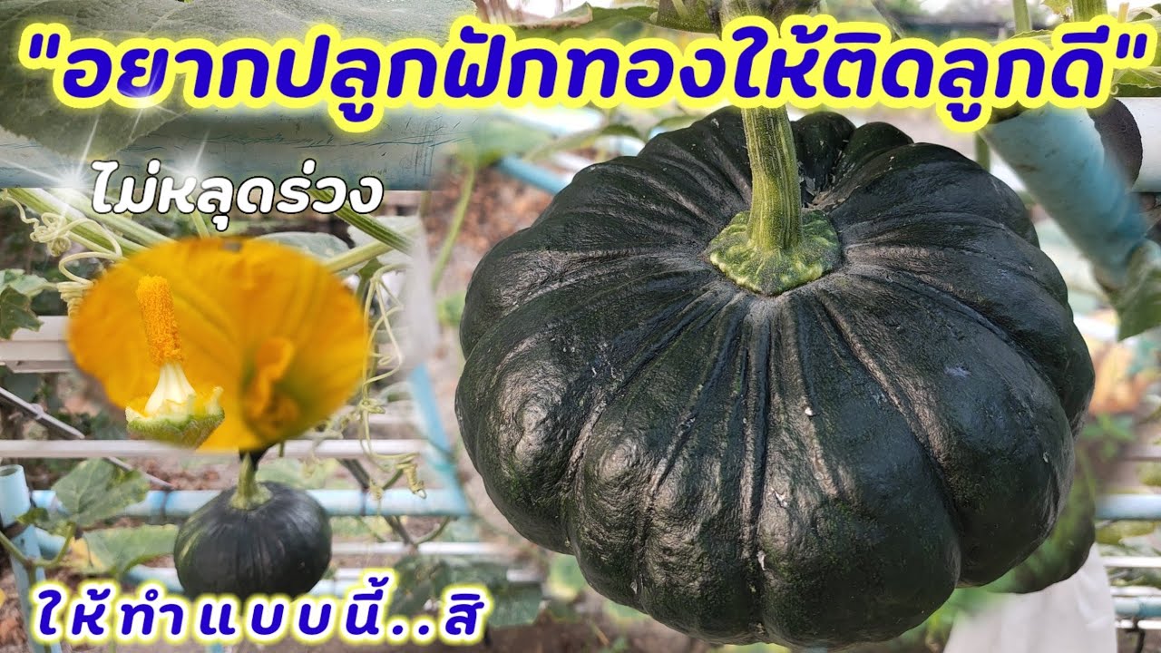 วิธีปลูกฟักทองให้ติดลูกดก❗ไม่หลุดร่วง