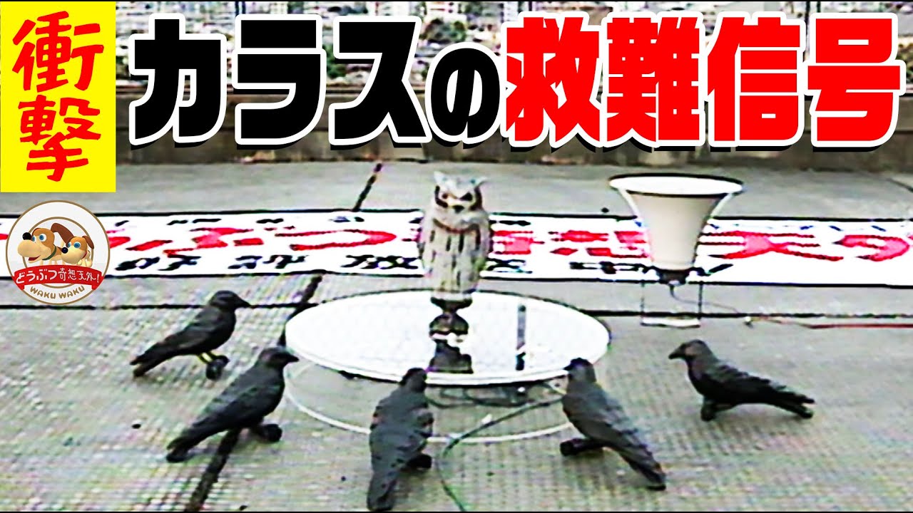 【渋谷で検証】カラスの「助けて」と叫ぶ声を流してみたら大変なことになった【どうぶつ奇想天外／WAKUWAKU】