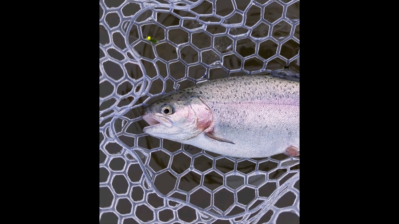 Close-up of chunky rainbow trout & the fly that worked