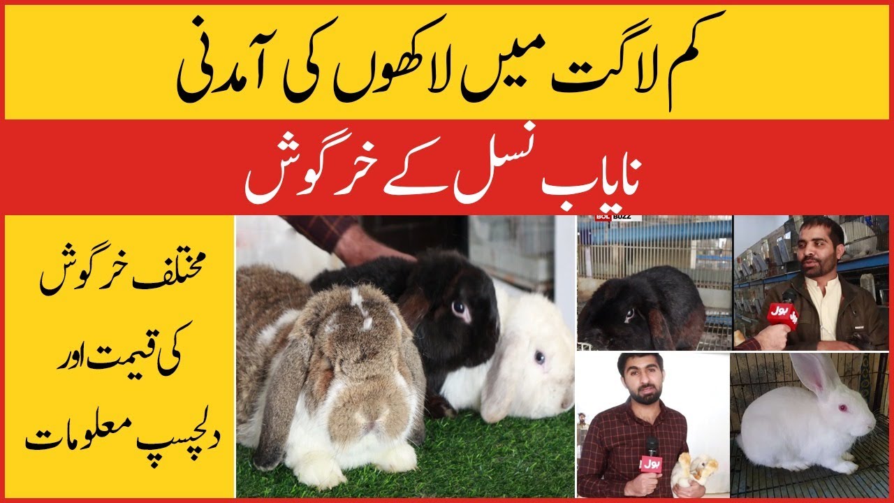 Most Expensive Rabbit | Rabbit Breeds and Farming | Business Idea | Pet Lovers