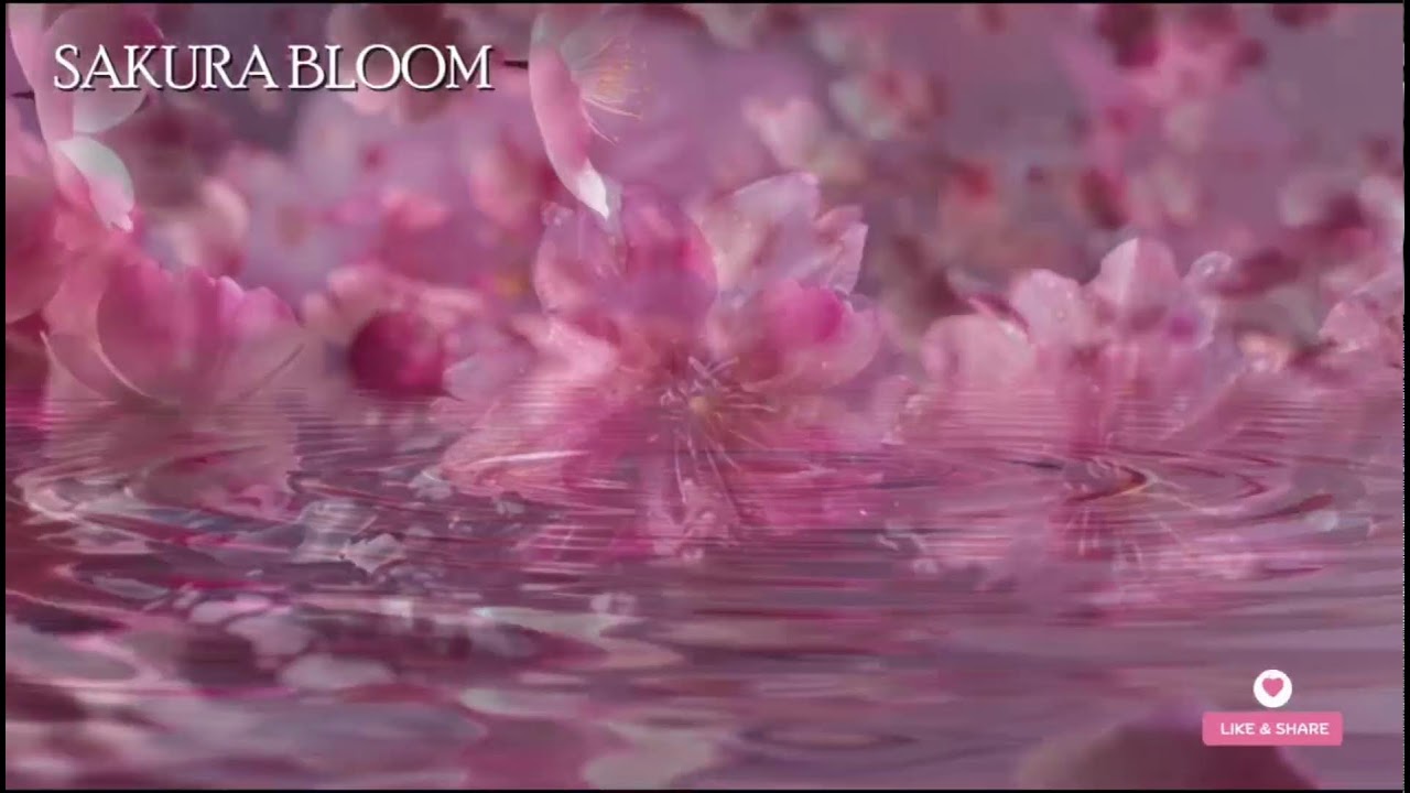 🔴 桜の調べ – 日本庭園の水音と風鈴の癒し | 心を落ち着ける音楽👉 Zen garden + wind chimes vibes.
