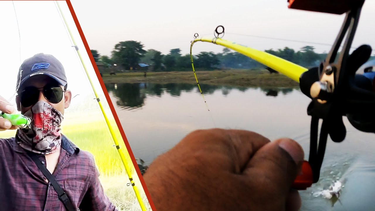 Crocodile Bait Casting Rod Review: Wallago Attu, Pathan, Boal  Fishing with a New Baitcasting Rod