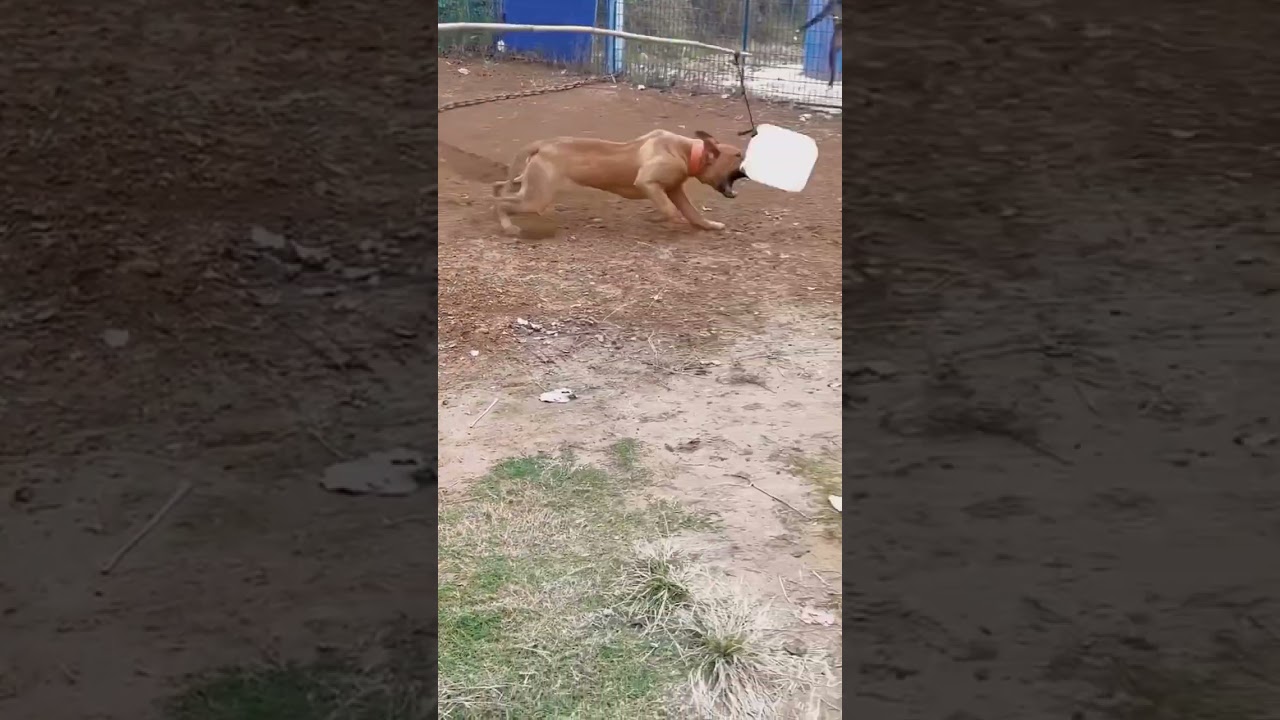 Flirt Pole Magic 💪🏽#pitbullchronicles #pitbull #realapbt #gamedoghistory #apbt